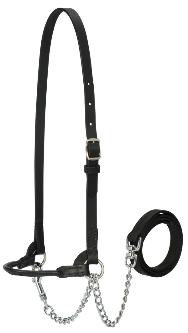 Small Single Buckle Dairy Show Halter, Black