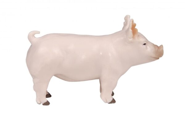 CHAMPION YORKSHIRE SHOW PIG